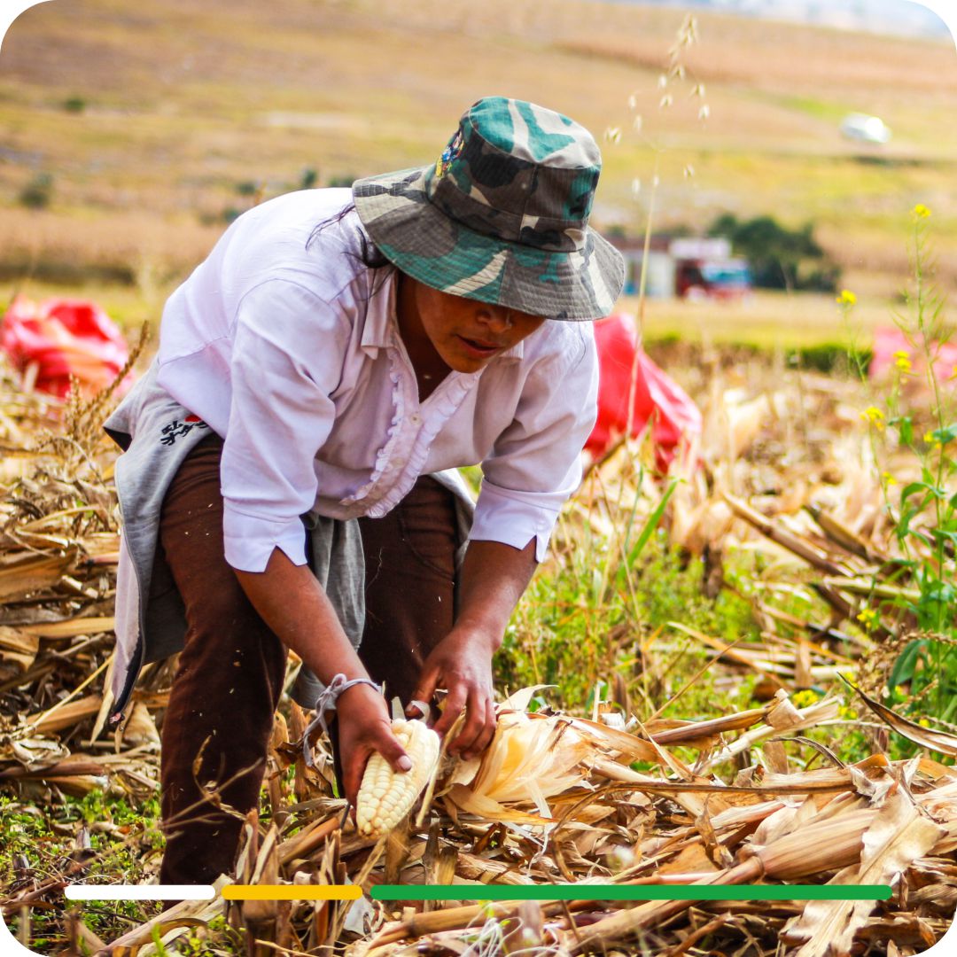 petani