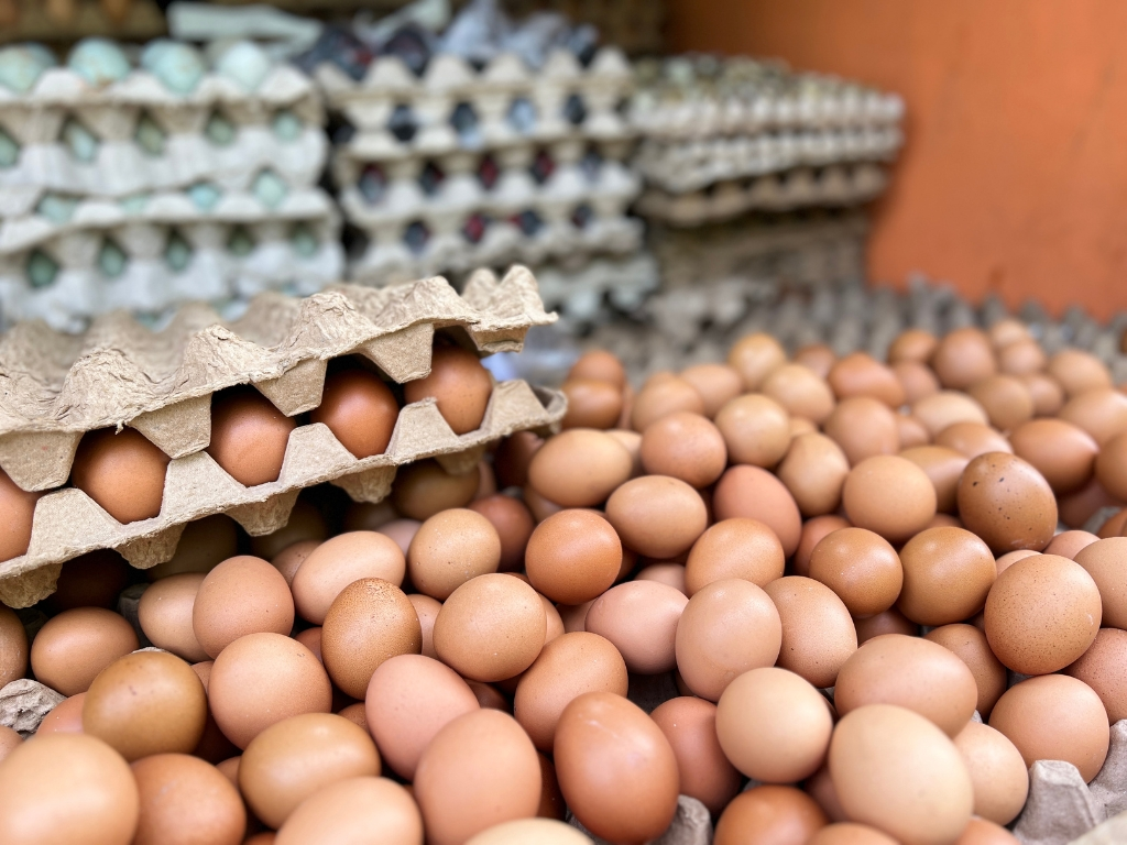 Analisis Usaha Jual Telur Ayam Serta Berapa Modalnya!