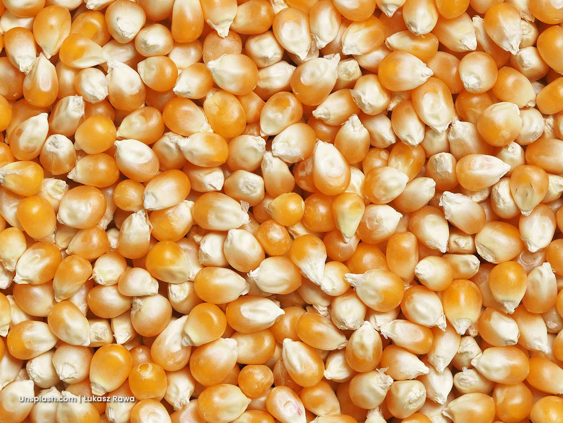 jagung untuk pakan