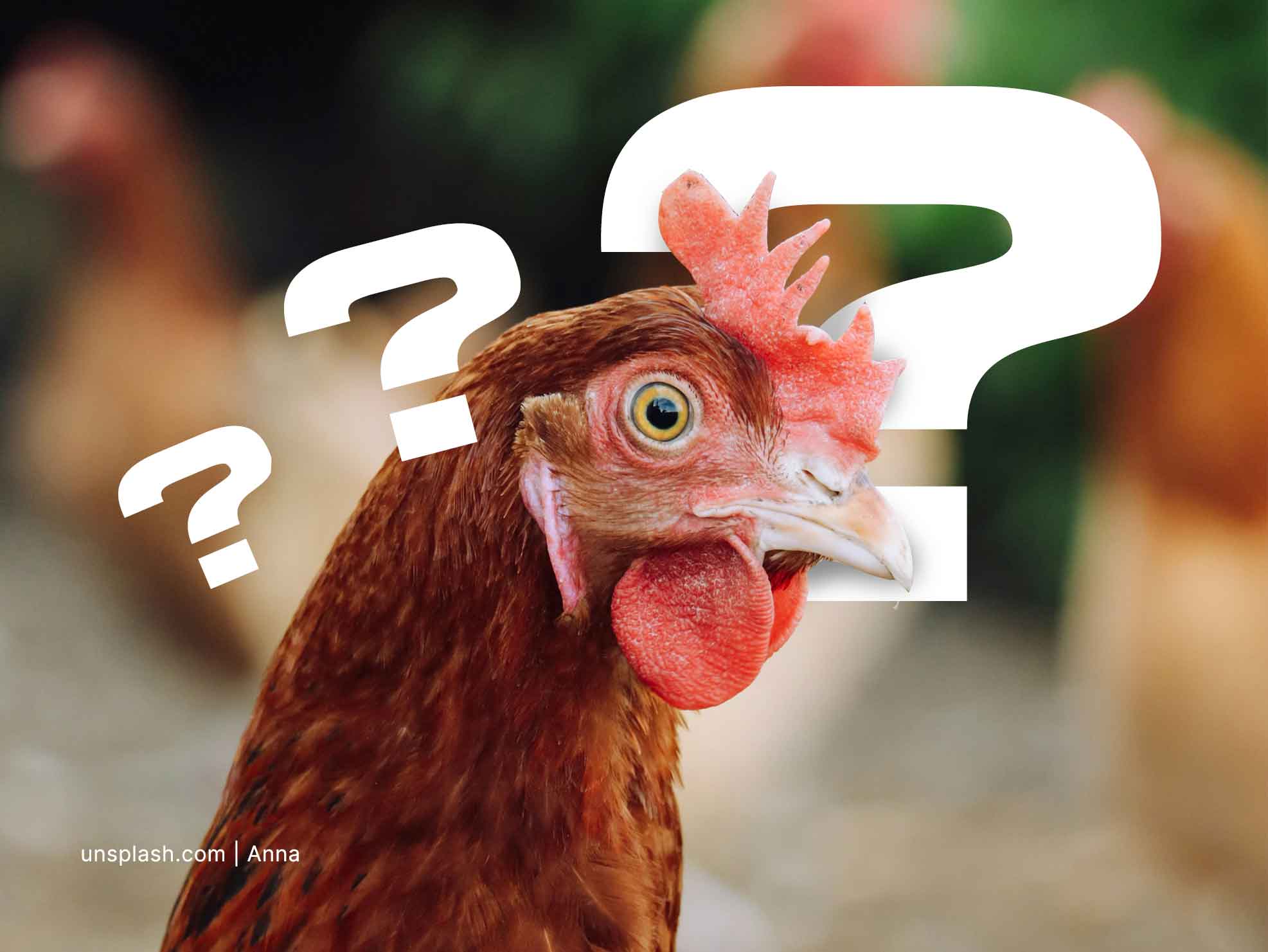 Ayam betina bertelur tanpa dibuahi