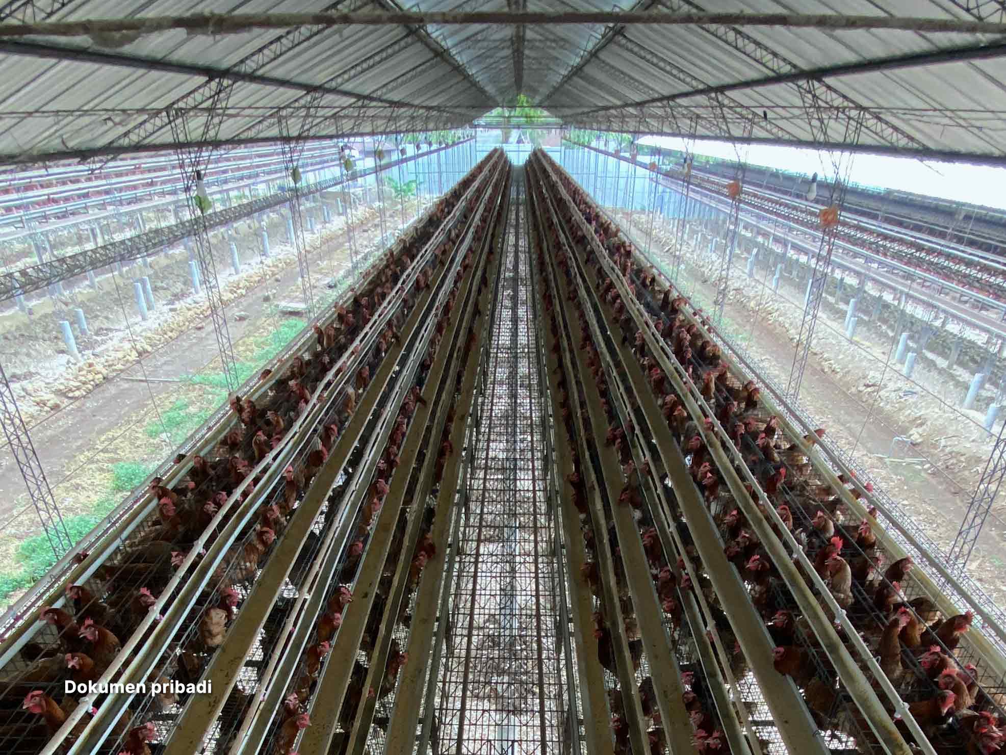 sanitasi kandang ayam