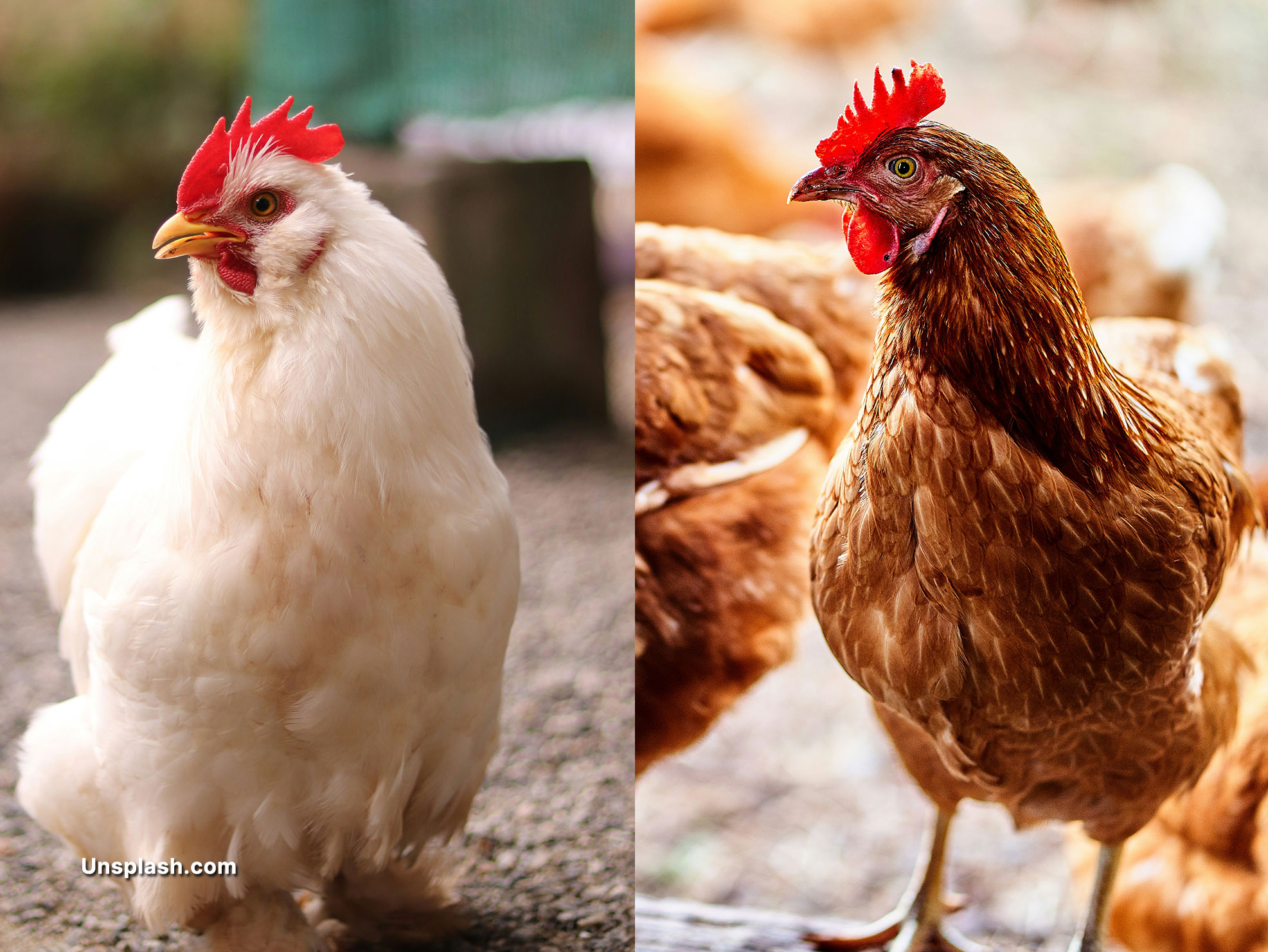 perbedaan ayam