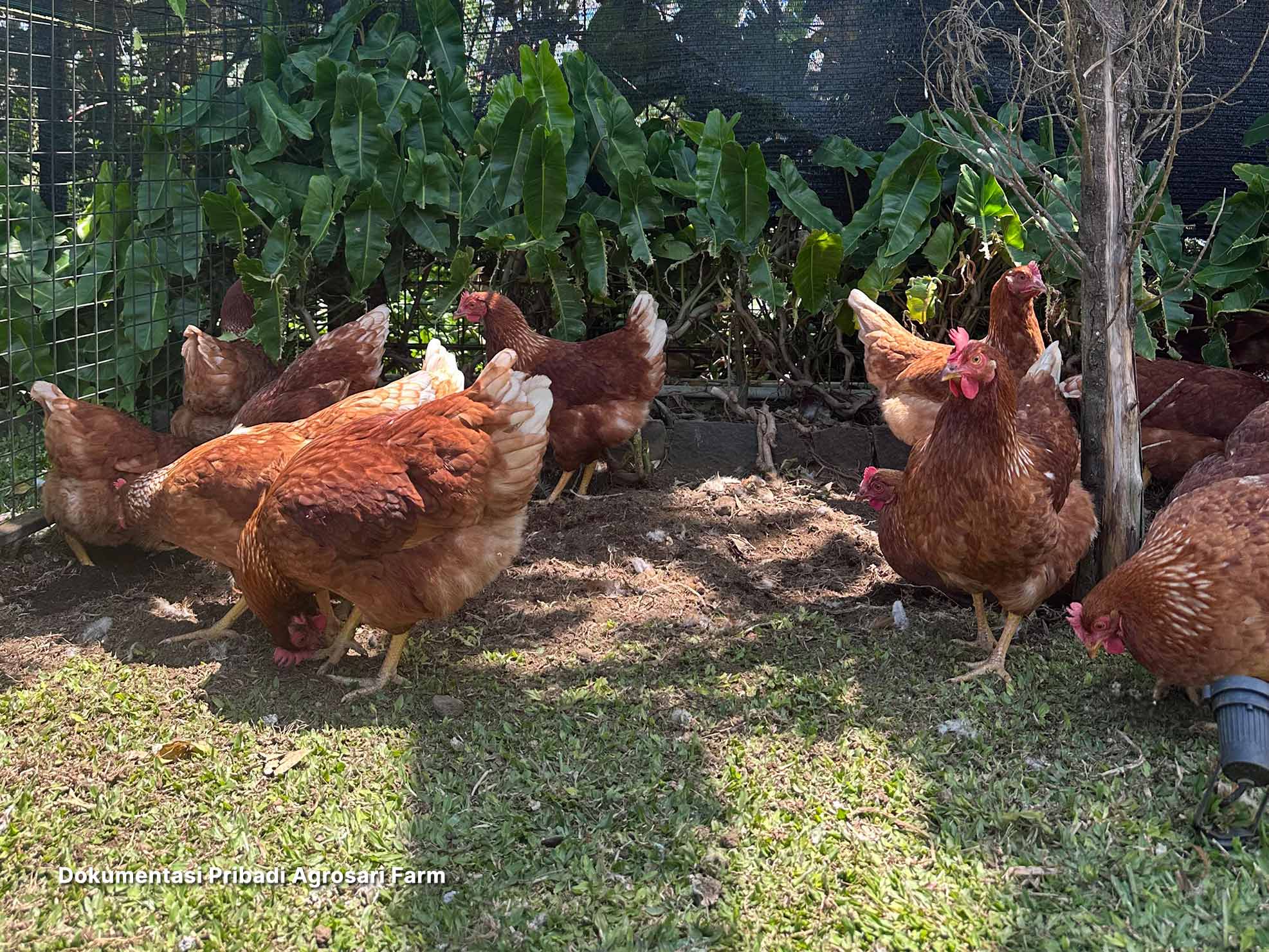 Kandang free range
