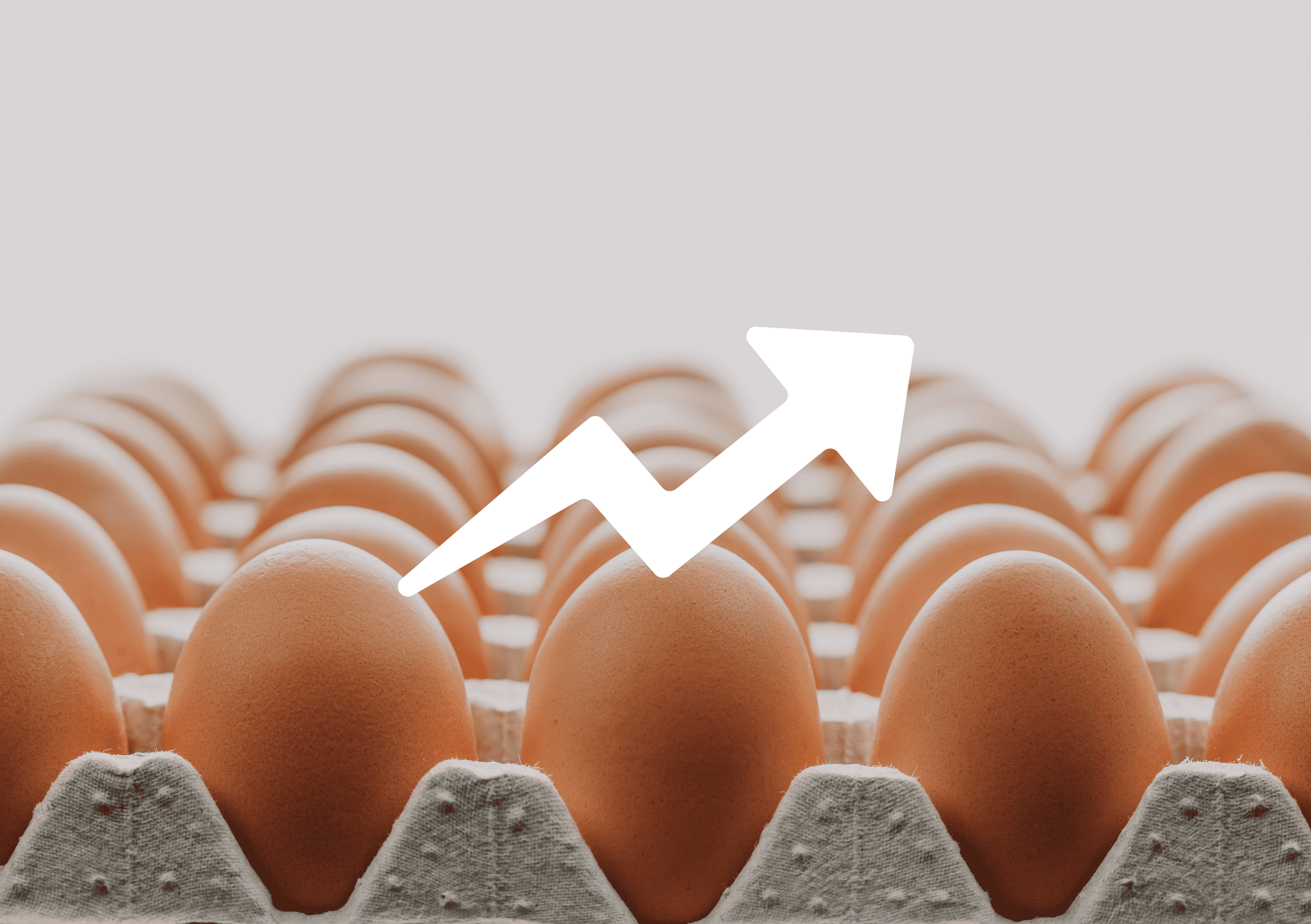 telur surplus indonesia