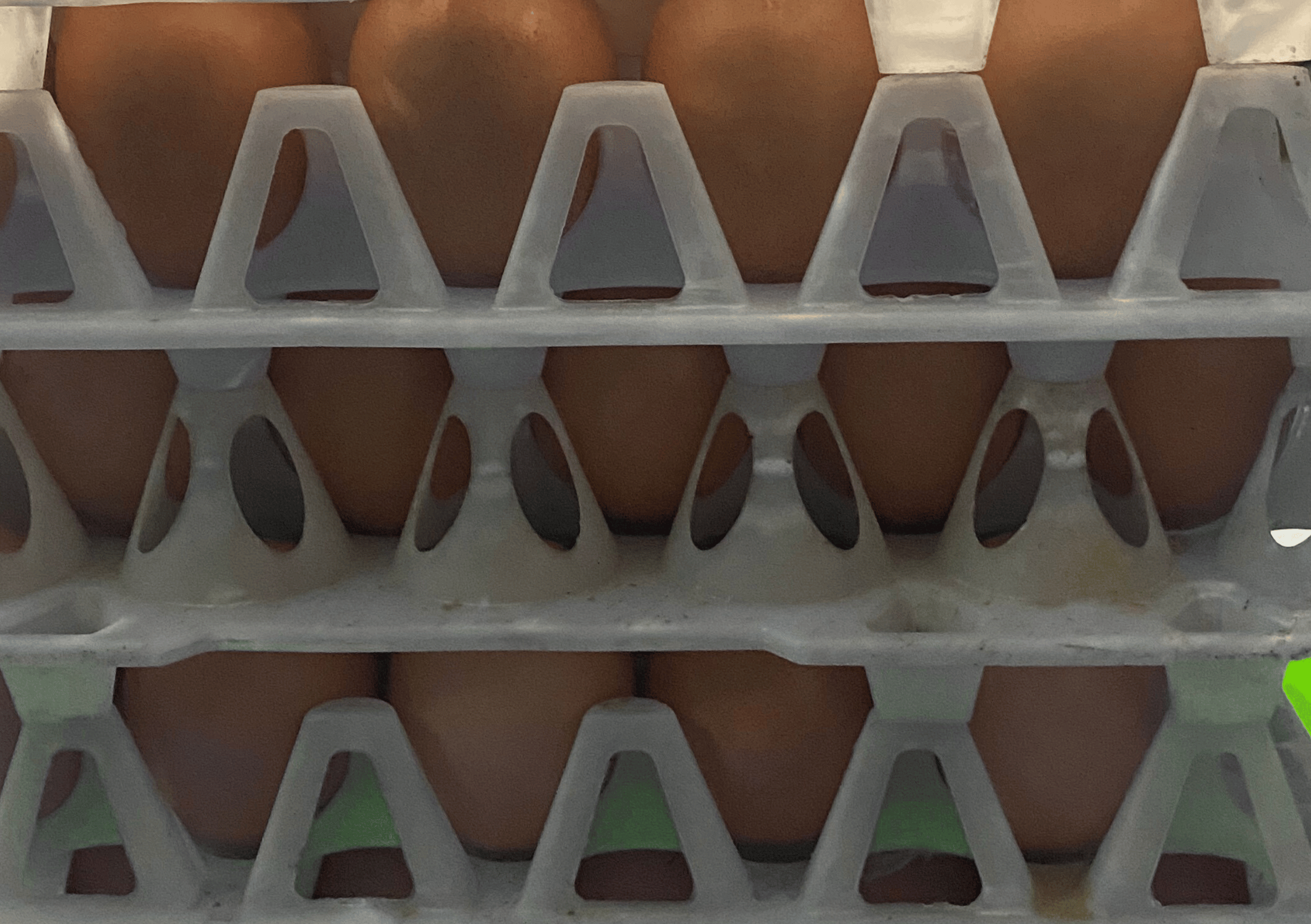 supplier telur omega berkualitas