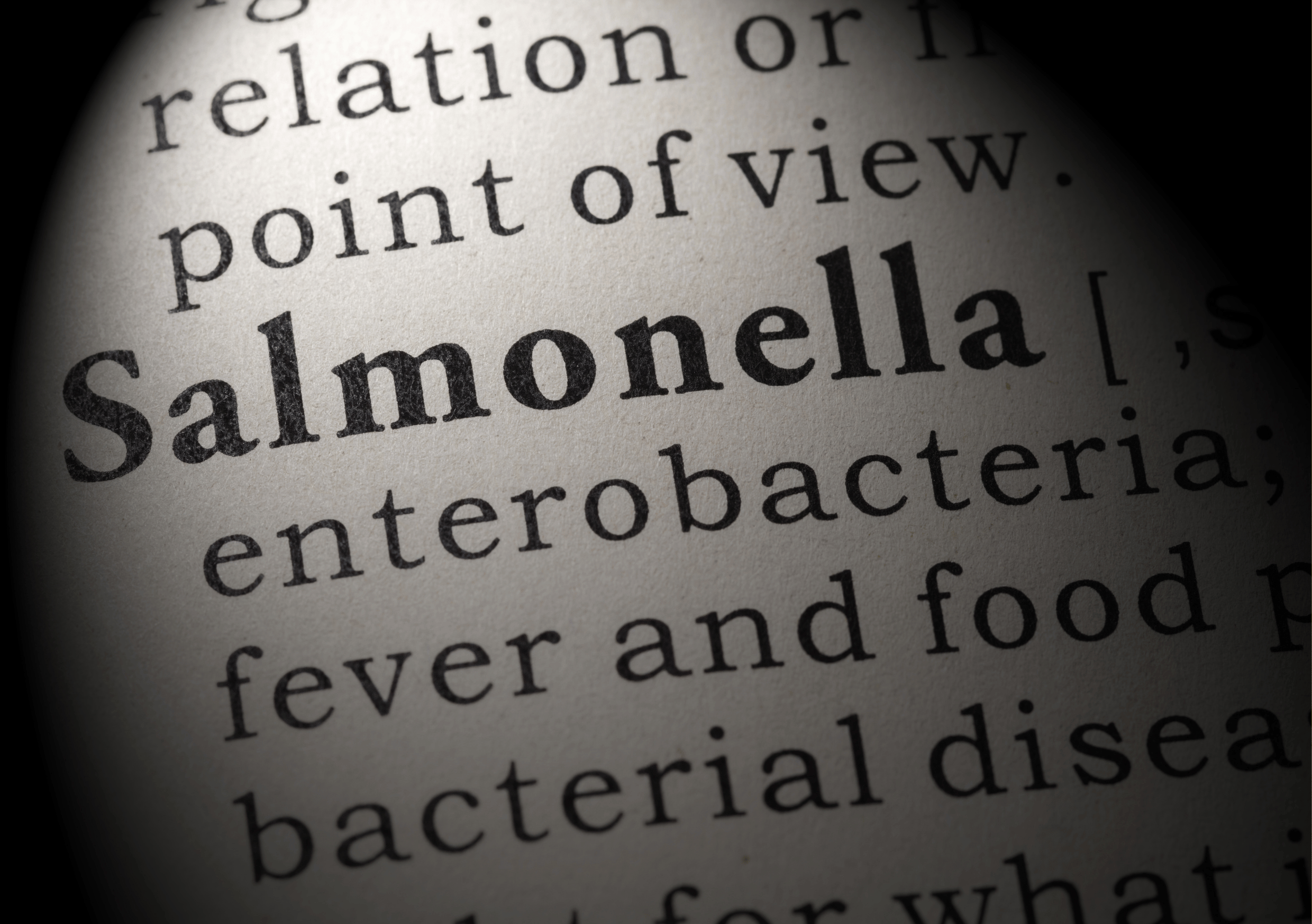 infeksi bakteri salmonella pada telur