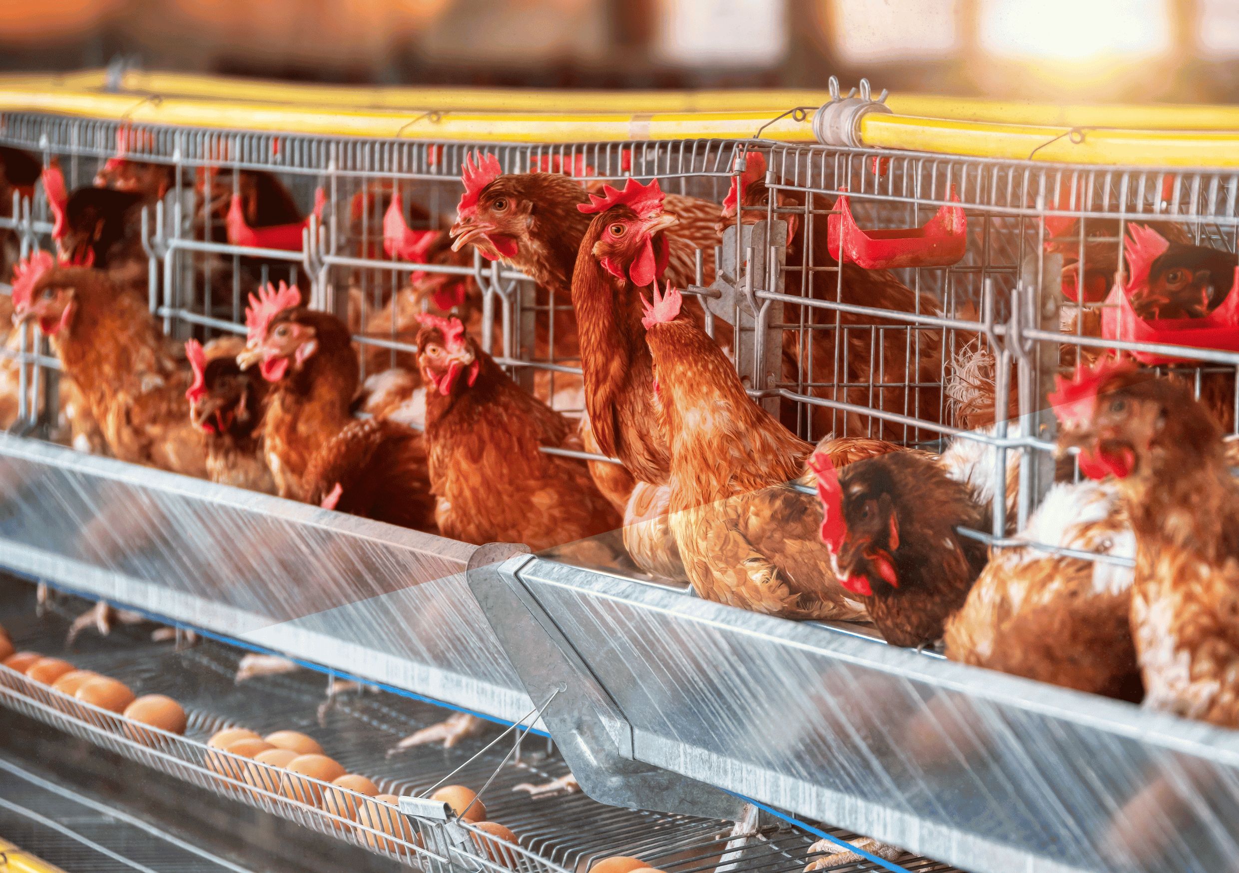 Program Ayam Merah Putih