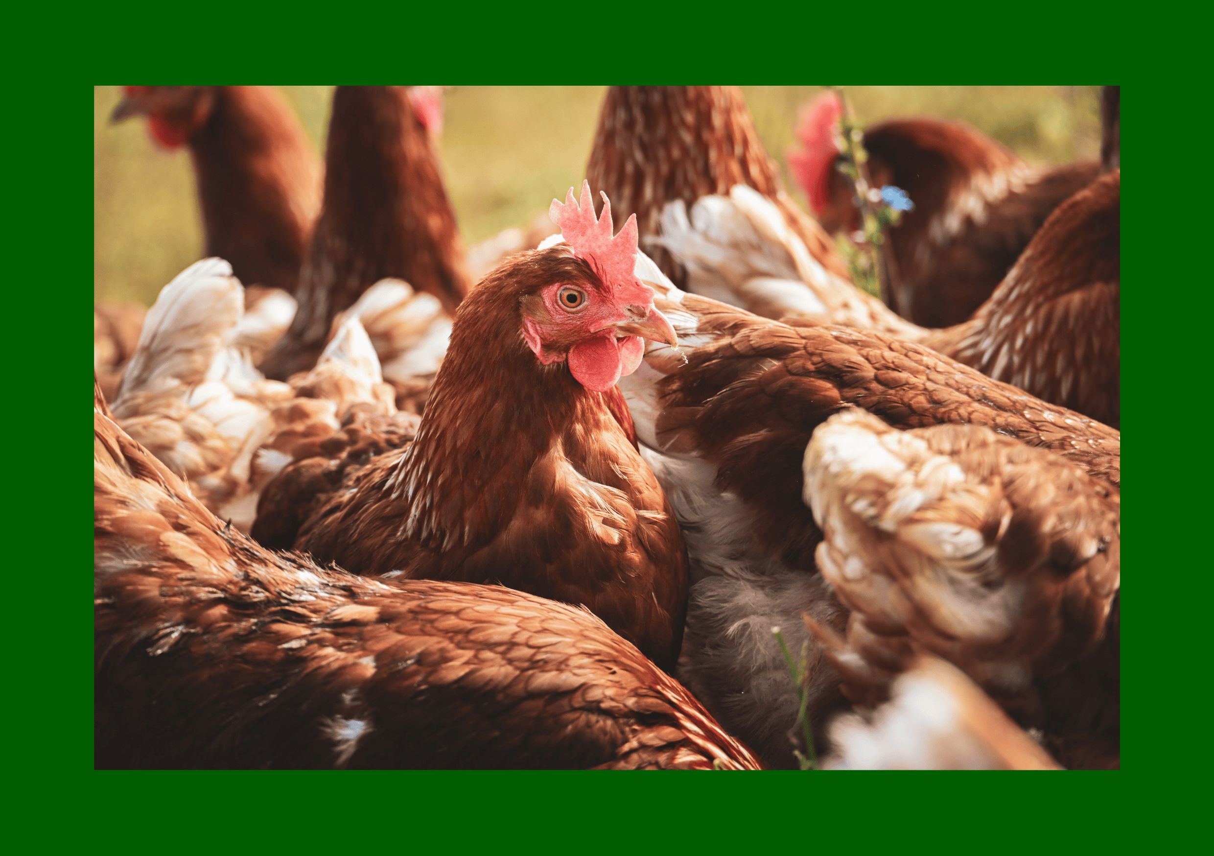 Peternakan Telur Omega