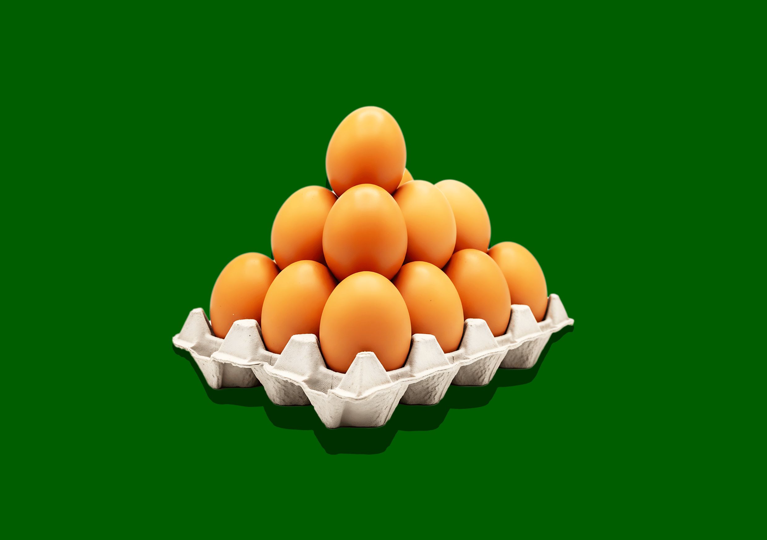 supplier telur berkualitas