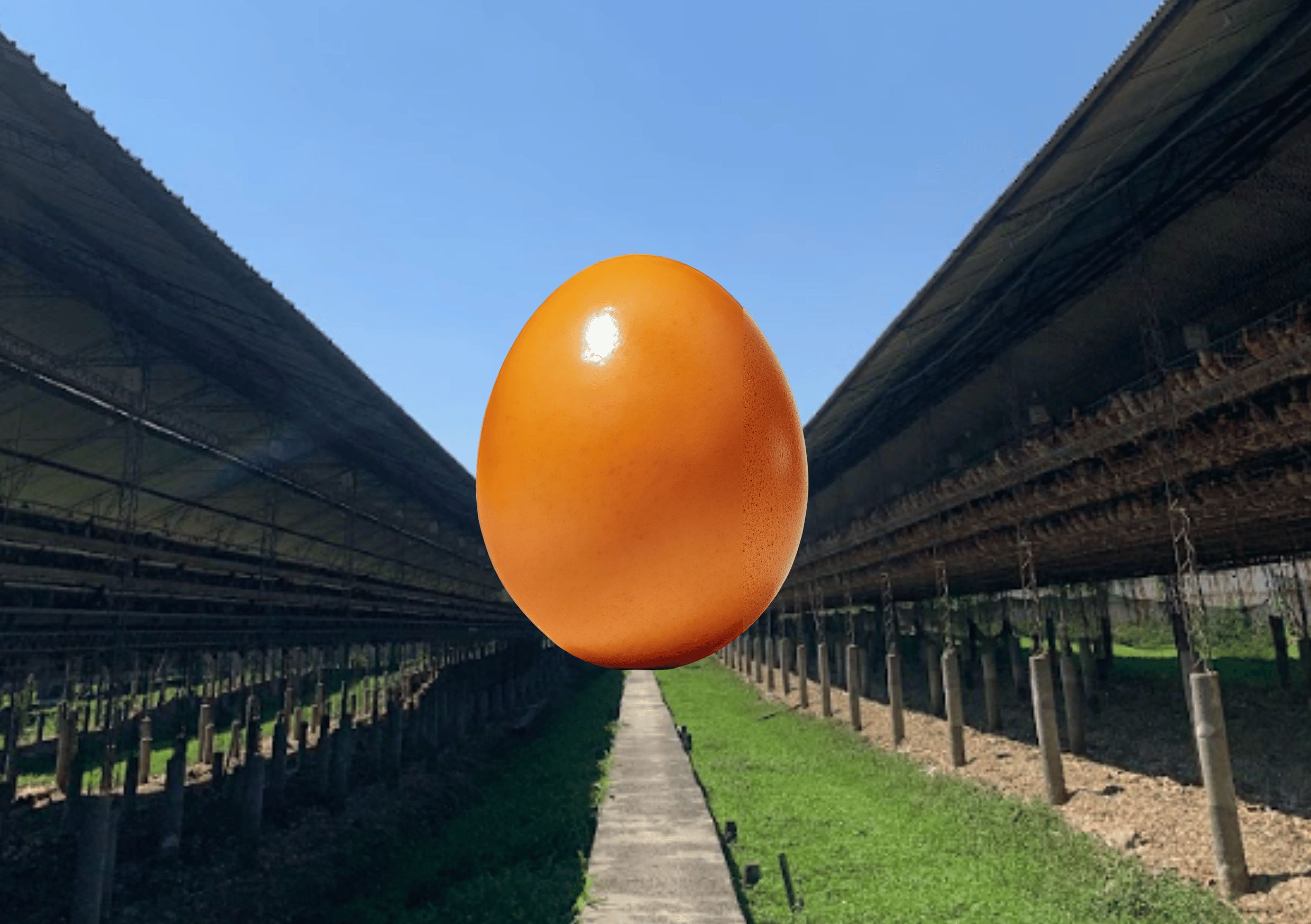 supplier telur segar agrosari farm