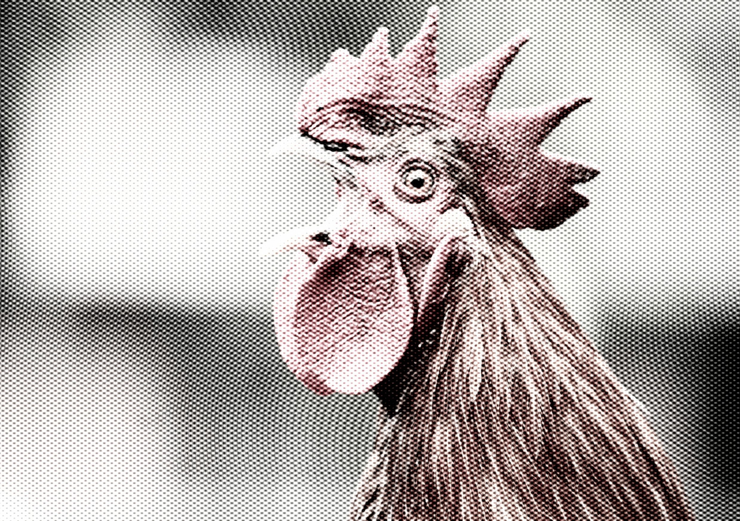 Telur Ayam Mati Halal