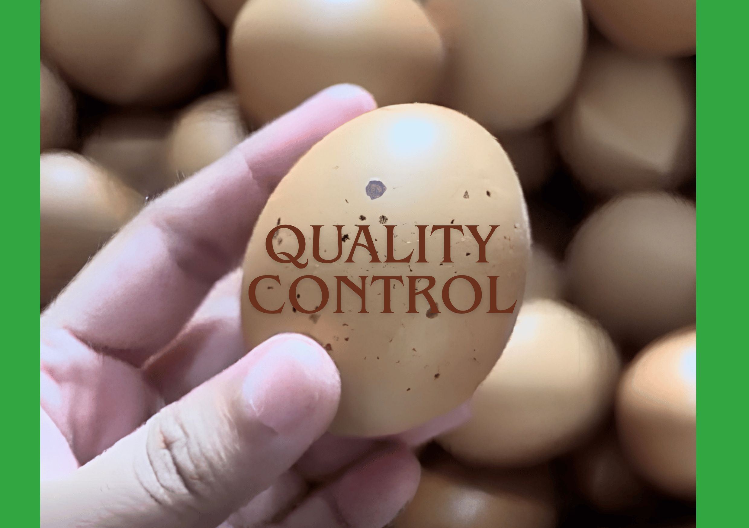 quality control telur