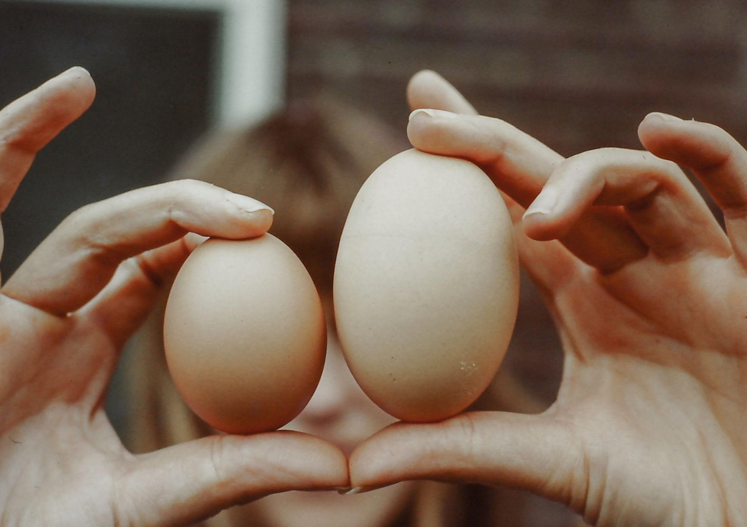 grade telur segar