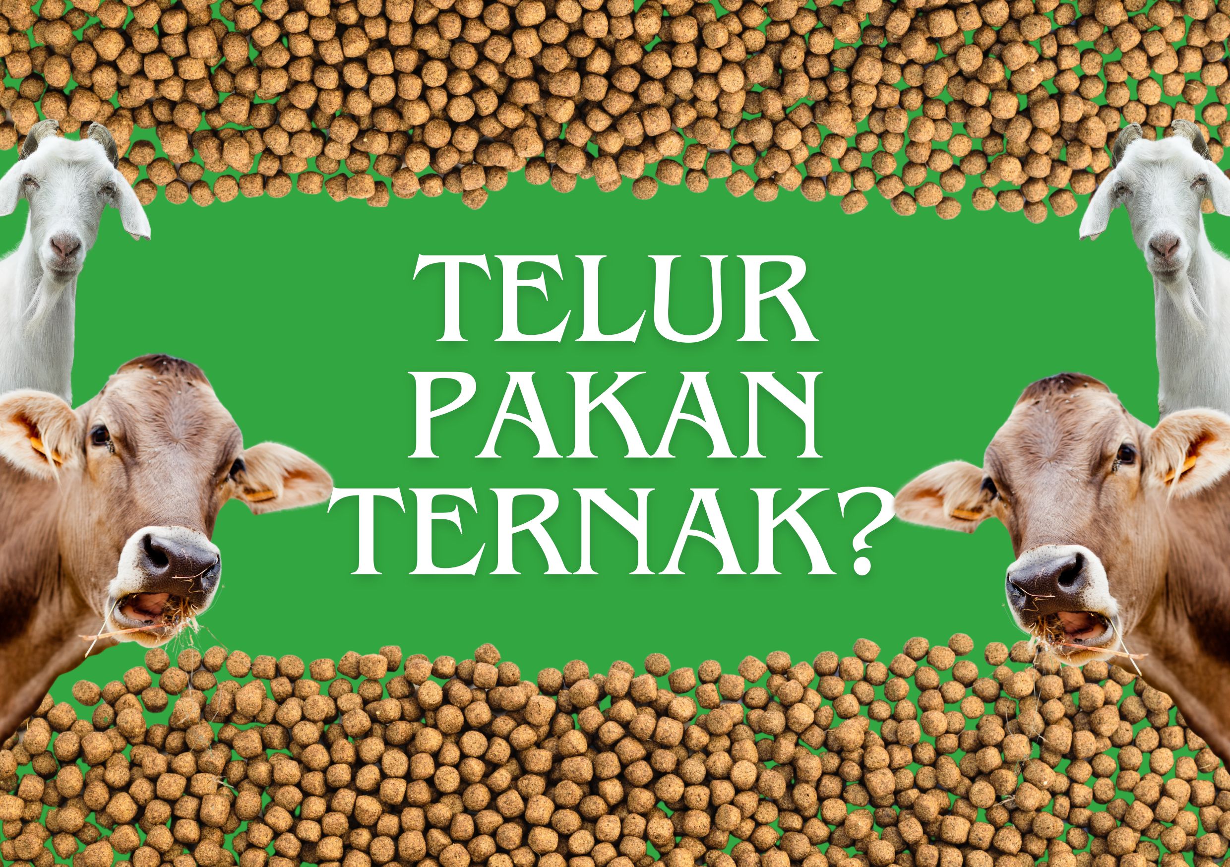telur sebagai pakan ternak