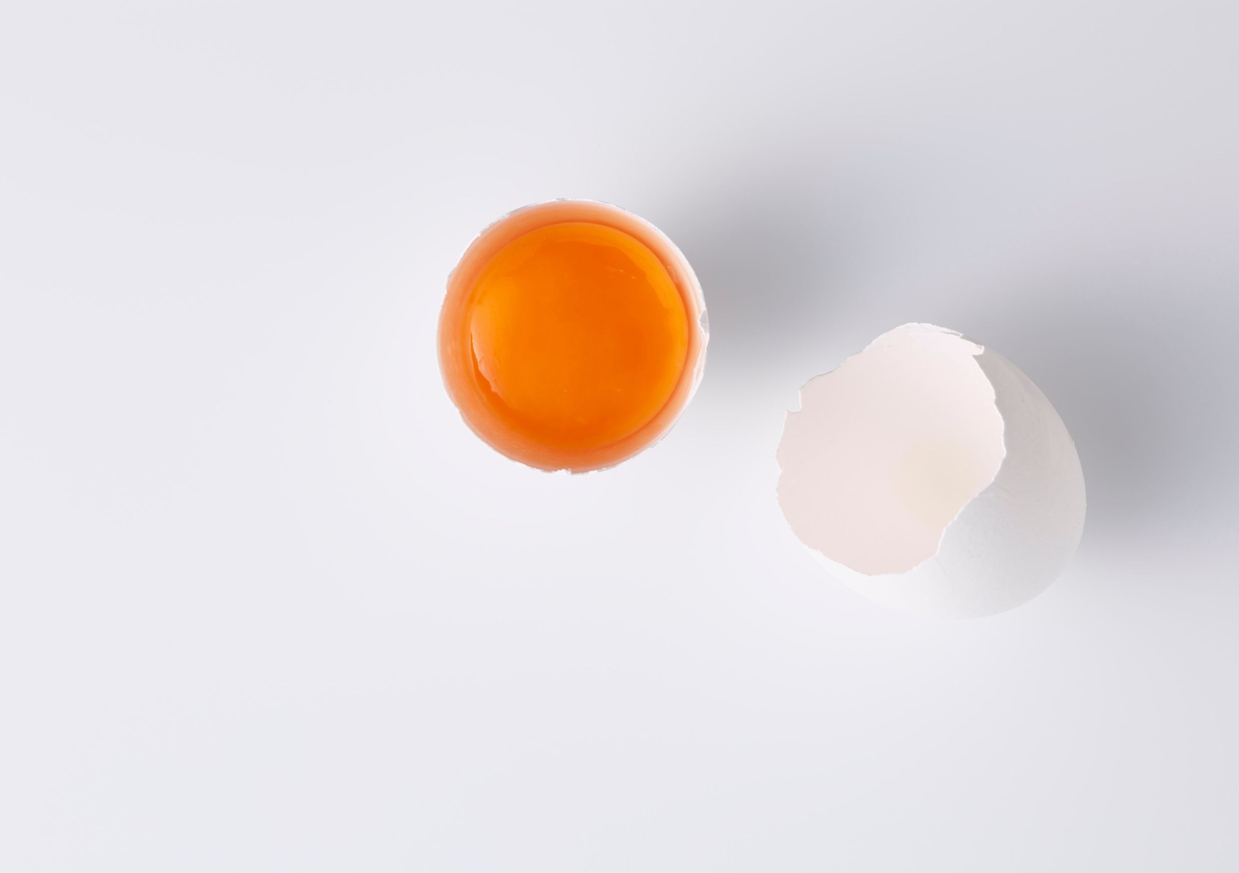 Protein Yolk dan Putih Telur