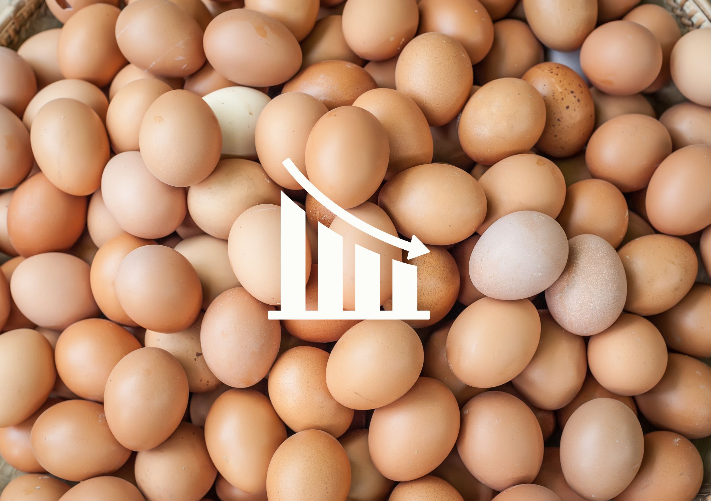 harga telur anjlok