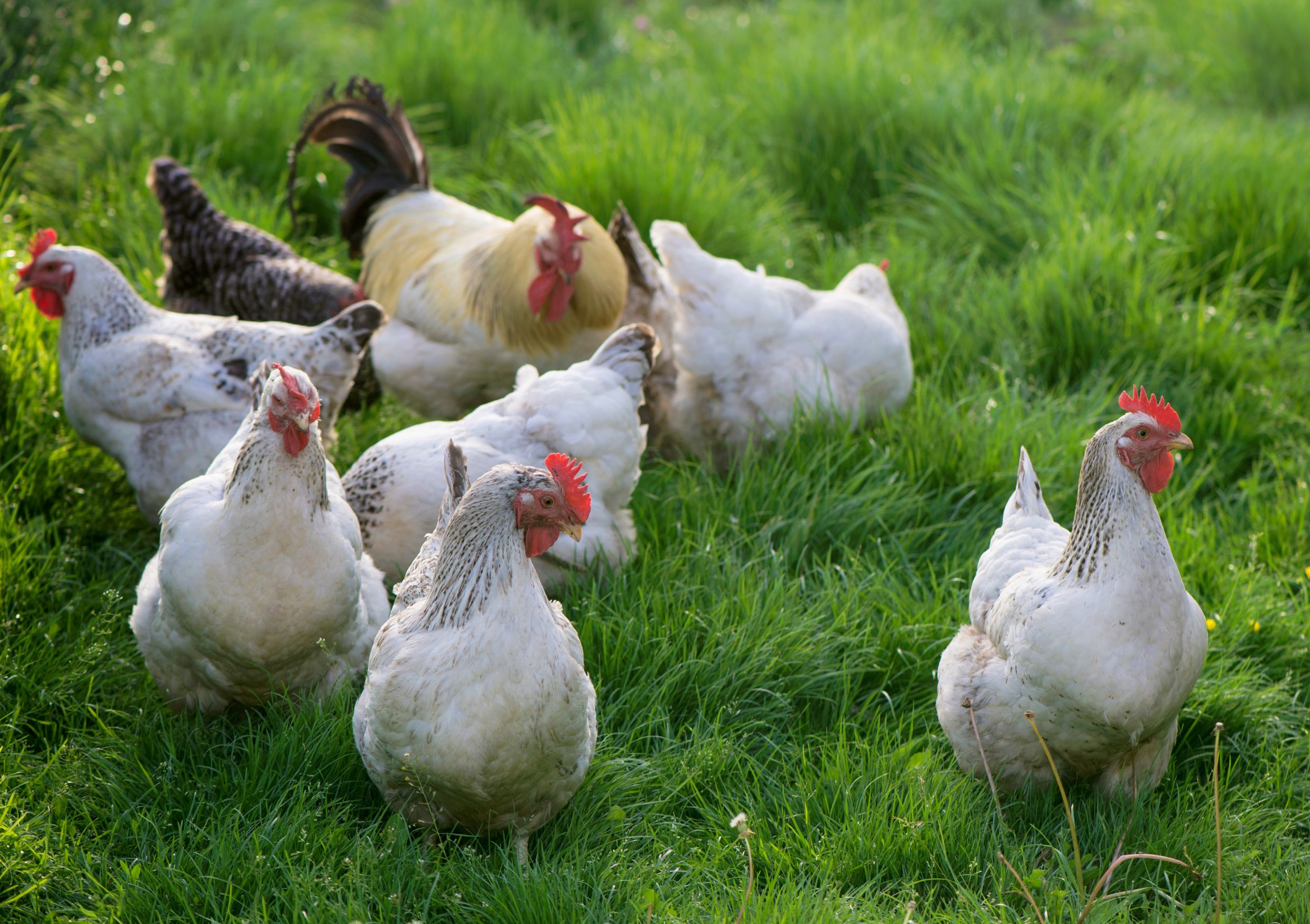 free range chicken