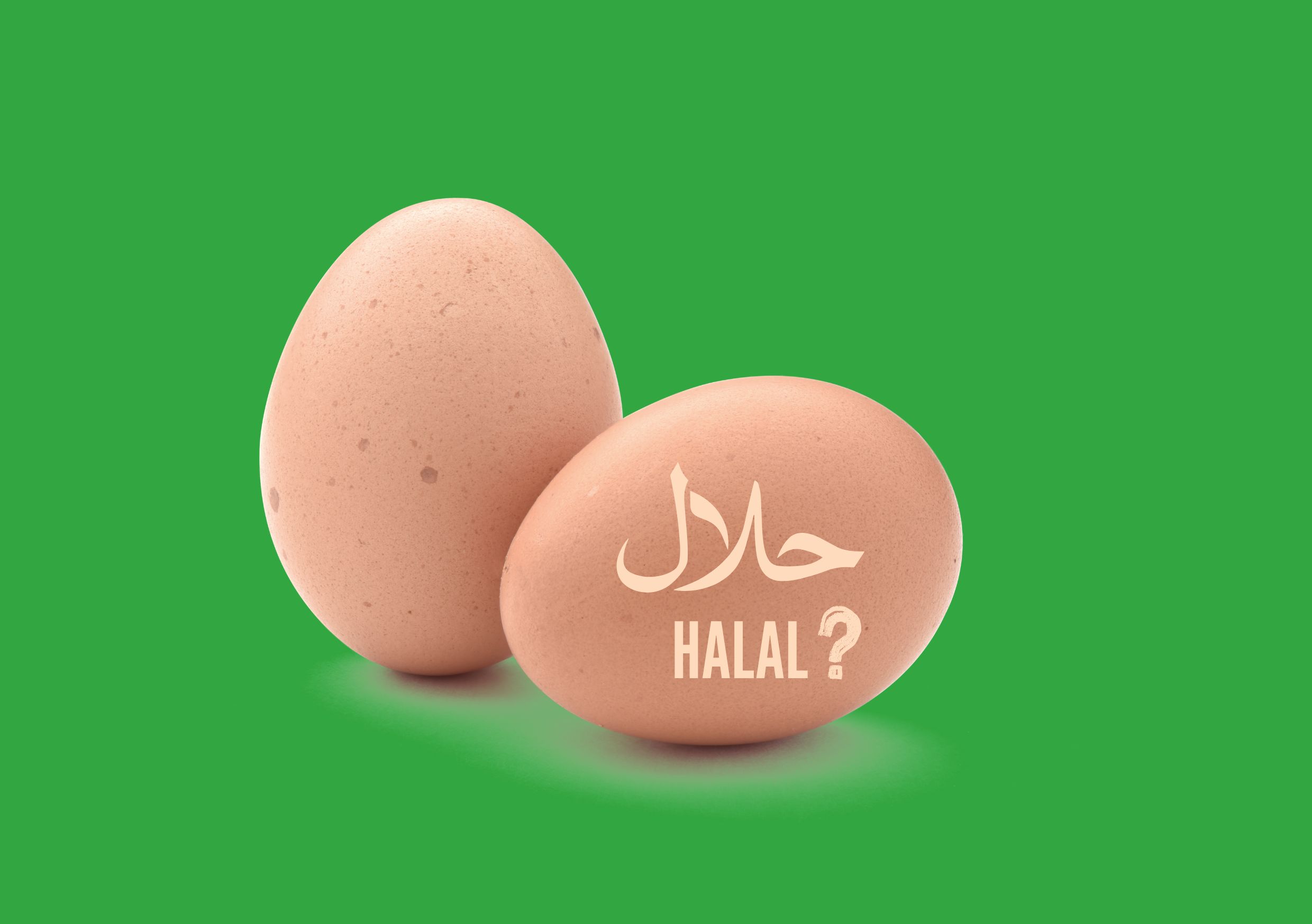 telur ayam halal