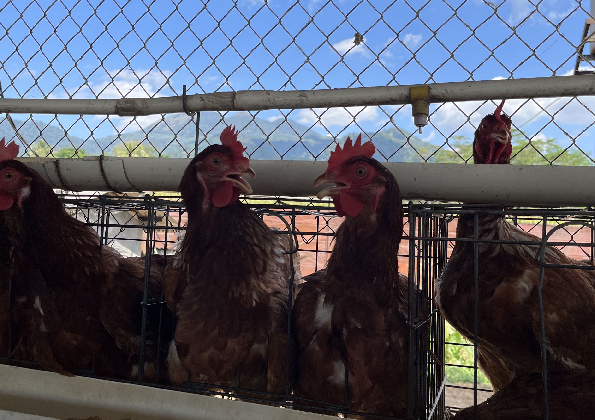 biosecurity agrosari farm