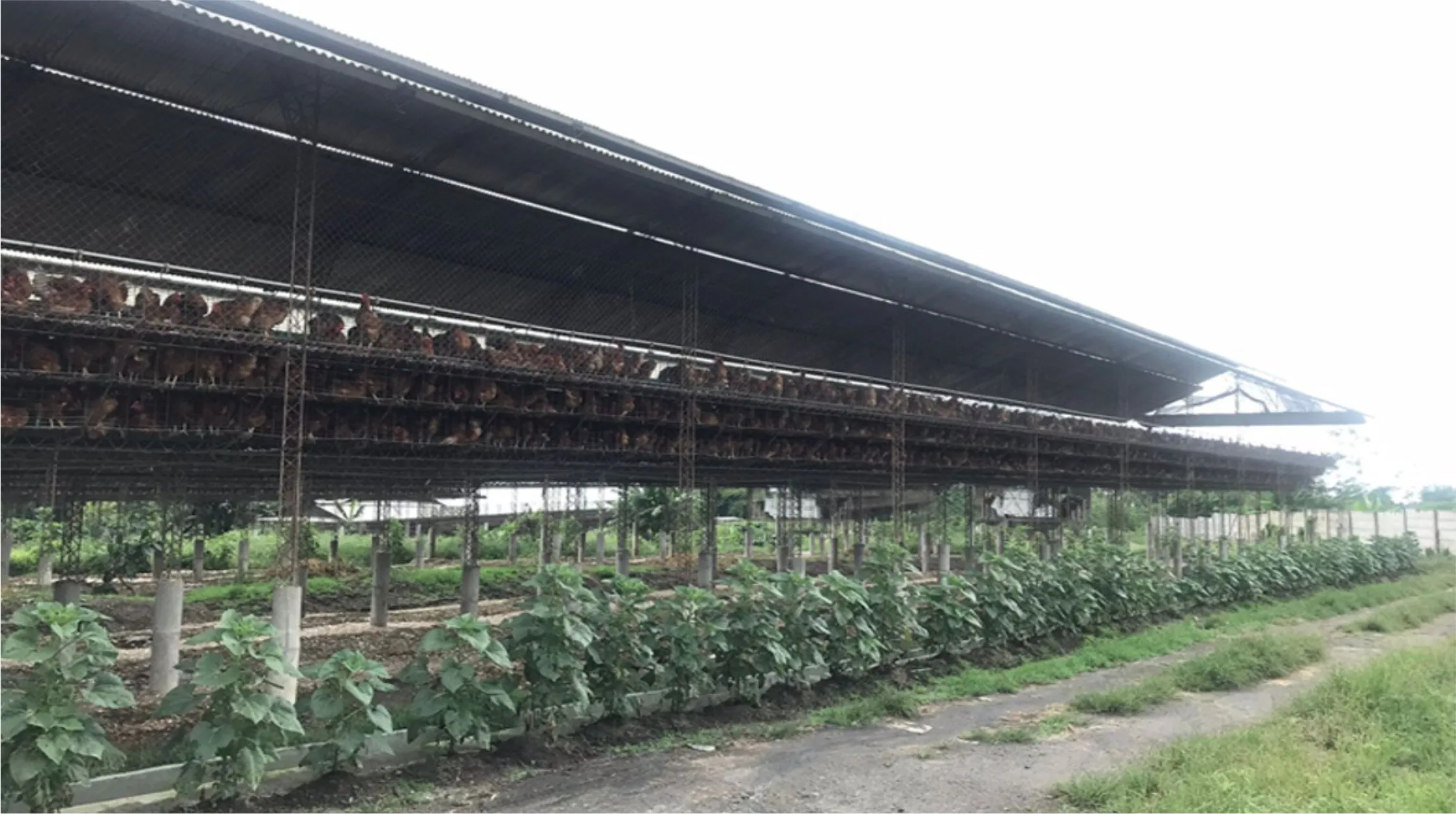 produsen telur mataram Nusa Tenggara Barat
