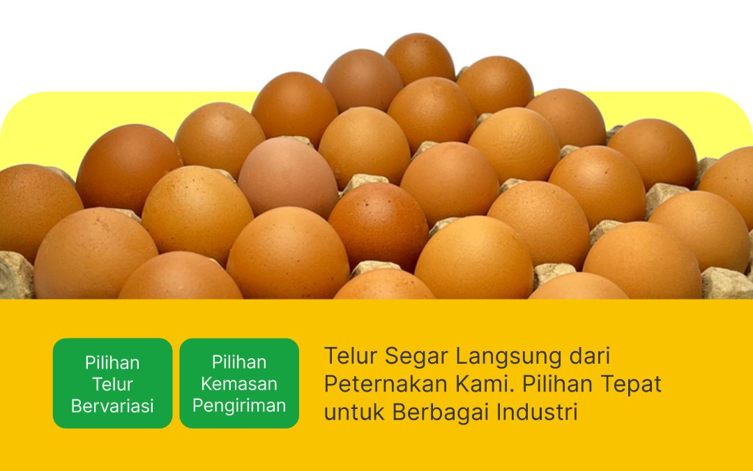 telur ayam segar
